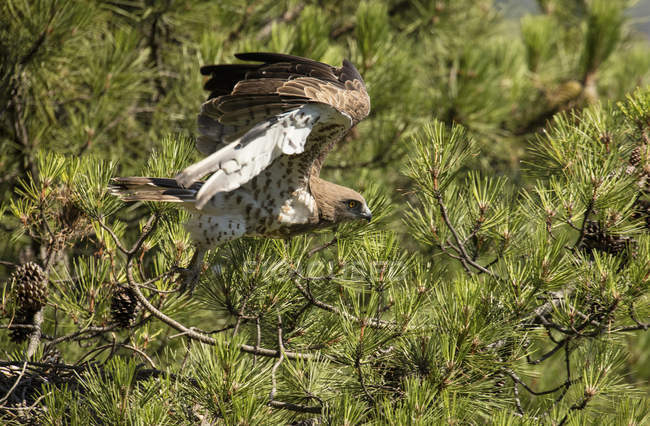 Wütender Wildadler fliegt gegen grünen Nadelbaum — Stockfoto