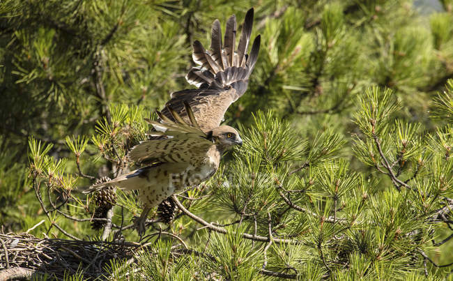 Águila salvaje furiosa volando contra árbol de coníferas verdes - foto de stock
