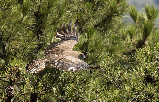 Furious wild eagle flying against  green coniferous tree — Stock Photo