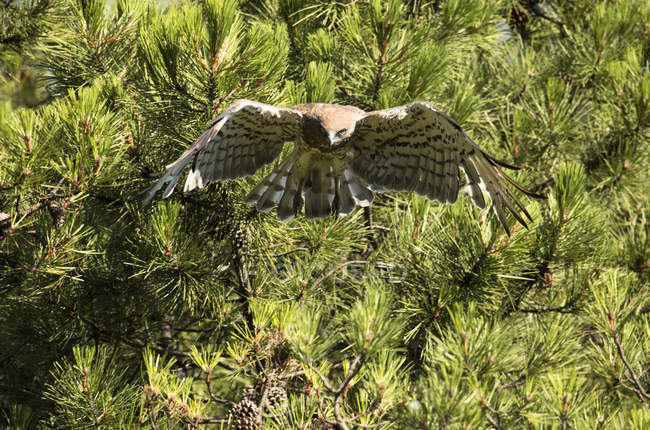 Águia selvagem furiosa voando contra a árvore conífera verde — Fotografia de Stock