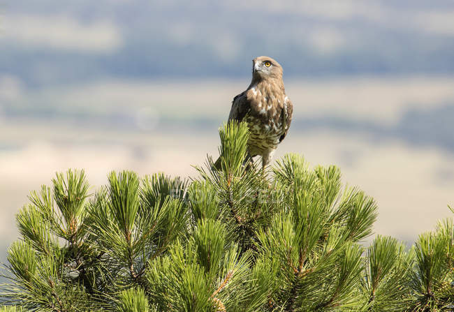 Águila salvaje furiosa sentada en la parte superior del árbol de coníferas verdes sobre fondo borroso - foto de stock