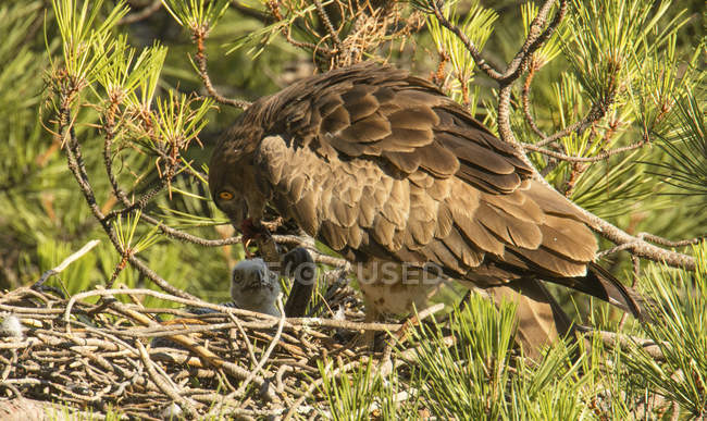Águila salvaje furiosa sentada cerca de un pajarito y alimentándose en el nido entre ramitas de coníferas - foto de stock