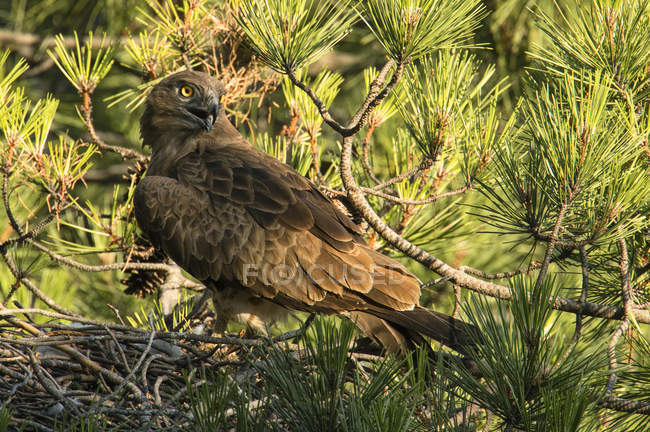 Águila salvaje furiosa protegiendo a pajarito en el nido entre ramitas de coníferas - foto de stock