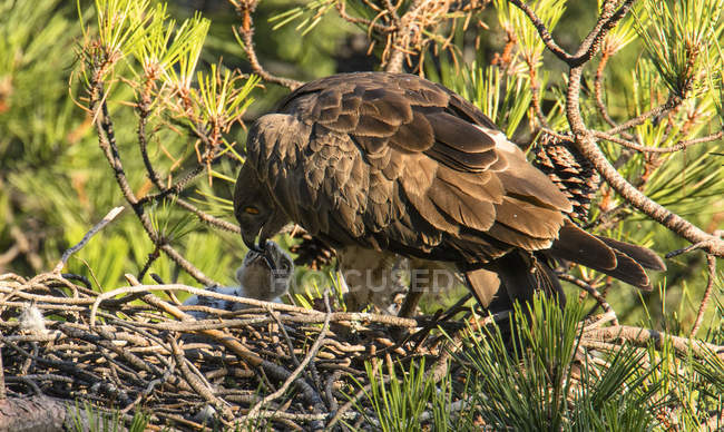 Furious wild eagle sitting near little bird and feeding in nest between coniferous twigs — Stock Photo