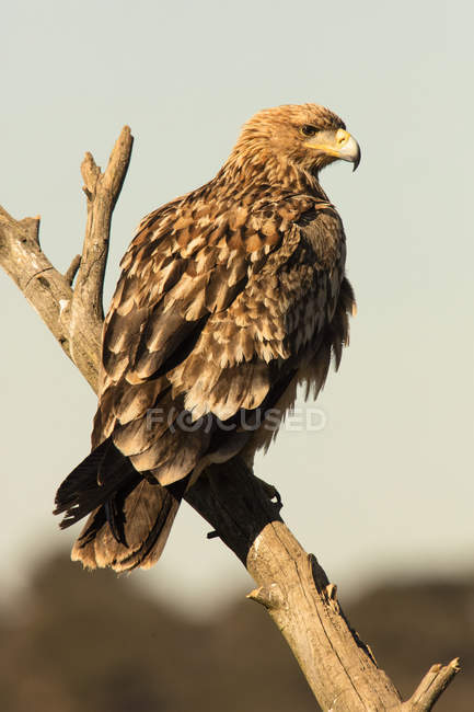 Águila salvaje furiosa posada en la rama sobre fondo borroso - foto de stock