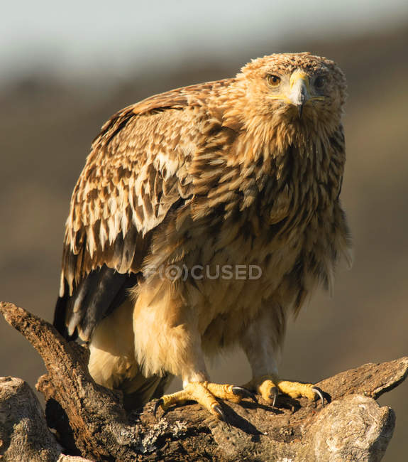 Primer plano de águila salvaje furiosa sentado en la roca y mirando a la cámara sobre fondo borroso - foto de stock