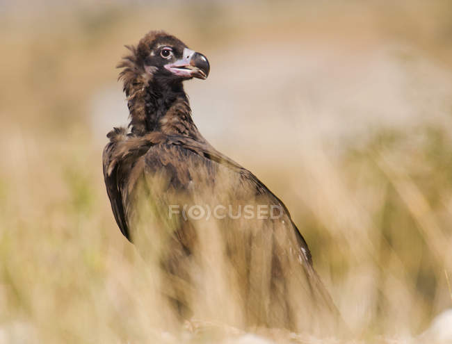 Big brown wild vulture sitting in grass and looking away on blurred background — Stock Photo