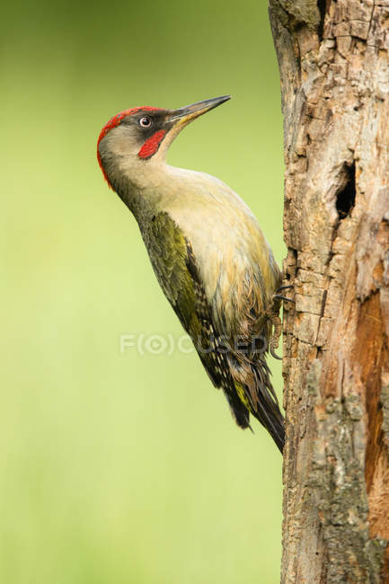 Side view of wild green woodpecker sitting on tree on blurred background — Stock Photo