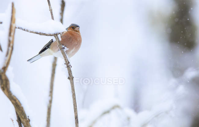 Closeup of wild robin sitting on tree branch in winter on blurred background — Stock Photo