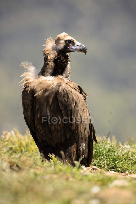 Big brown wild vulture sitting on grass and looking away on blurred background — Stock Photo