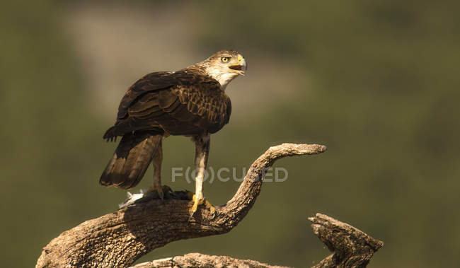 Águia selvagem furiosa em pé no galho da árvore no fundo embaçado — Fotografia de Stock