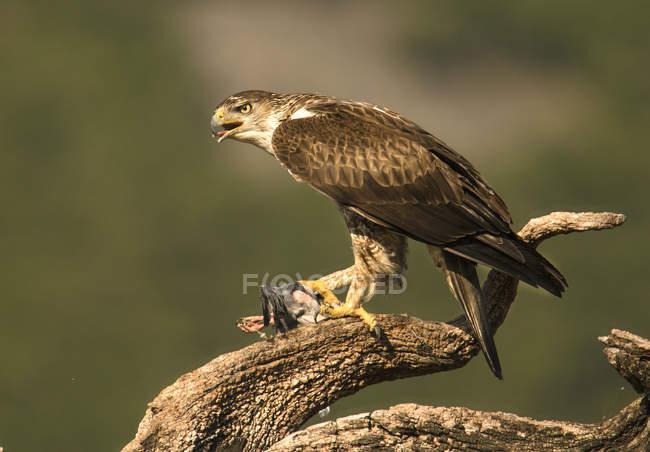 Жахливий дикий орел, що стоїть на гілці дерева на розмитому тлі — стокове фото