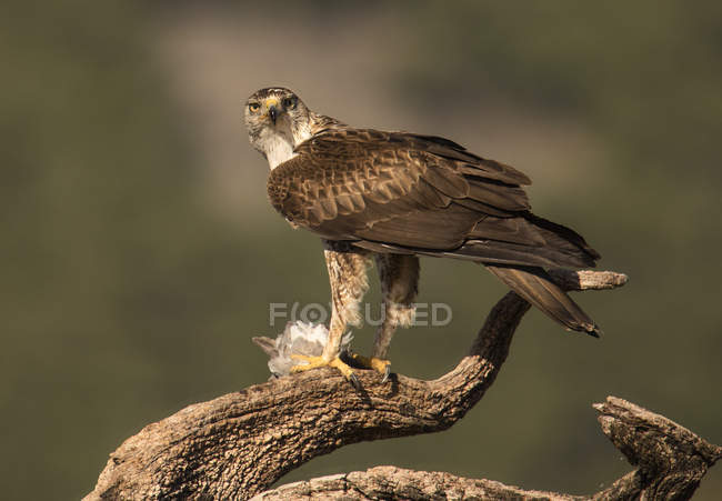 Águila salvaje furiosa de pie en la rama del árbol sobre fondo borroso - foto de stock