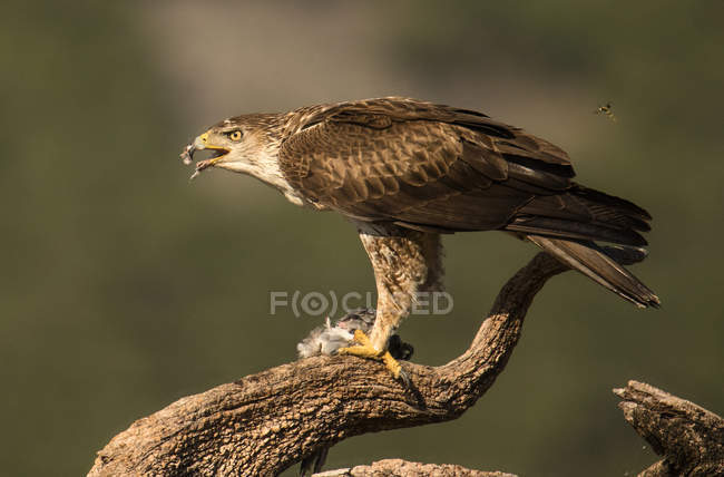 Águia selvagem furiosa em pé no galho da árvore no fundo embaçado — Fotografia de Stock