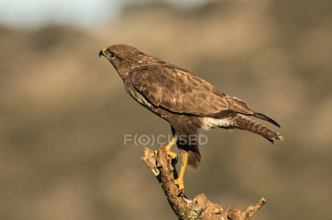 Aigle sauvage furieux debout sur la branche d'arbre sur fond flou — Photo de stock