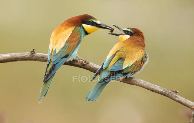 Colourful bee eaters sitting on branch and catching bug on blurred background — Stock Photo