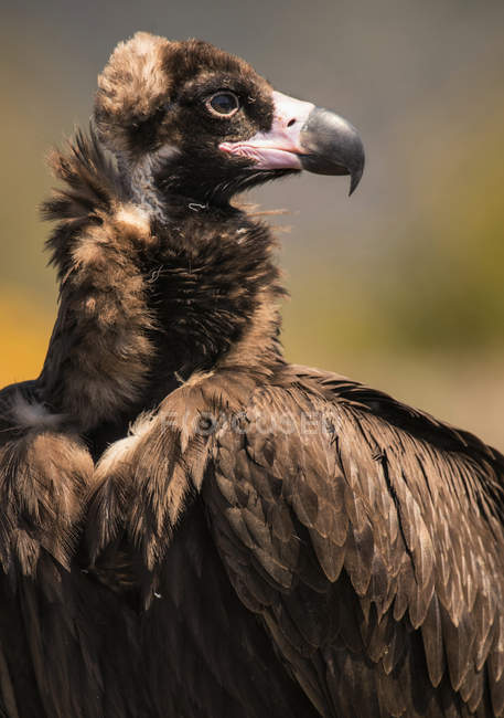 Big brown wild vulture sitting on blurred background — Stock Photo