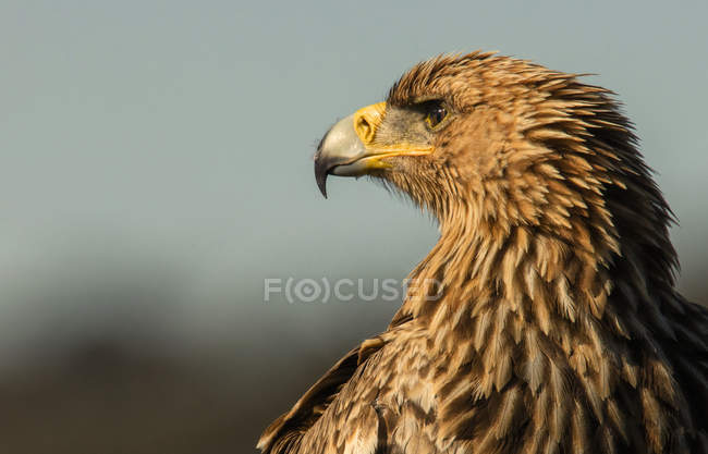 Furioso selvagem águia closeup no fundo borrado — Fotografia de Stock