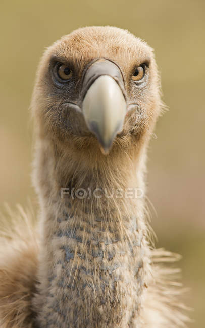 Closeup of furious wild vulture looking at camera on blurred background — Stock Photo