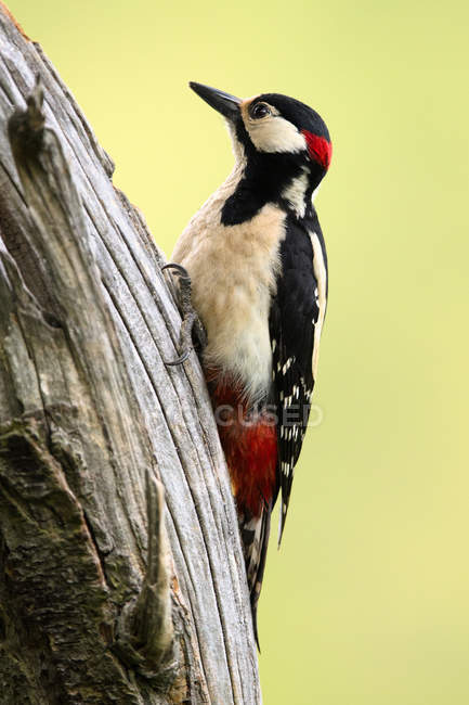 Side view of wild woodpecker sitting on tree on blurred background — Stock Photo