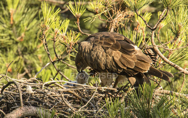 Águia selvagem furiosa sentado perto de passarinho e alimentando-se em ninho entre galhos coníferas — Fotografia de Stock