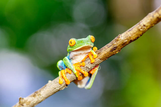 Exotic red eyed tree frog sitting on branch on blurred background — Stock Photo