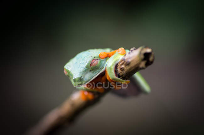 Rã-de-olhos-vermelhos exóticos que descansa no ramo sobre fundo desfocado — Fotografia de Stock