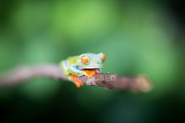 Екзотична червоноока жаба на гілці на розмитому фоні — стокове фото