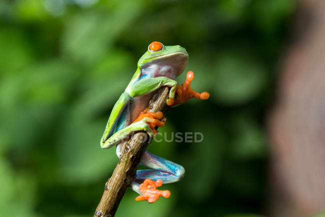 Exotic red eyed tree frog perching on branch on blurred background — Stock Photo