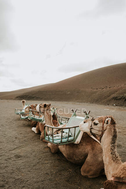 Manada de camellos ensillados que yacen en el suelo cerca de la pendiente de la colina en el día nublado en el maravilloso campo - foto de stock