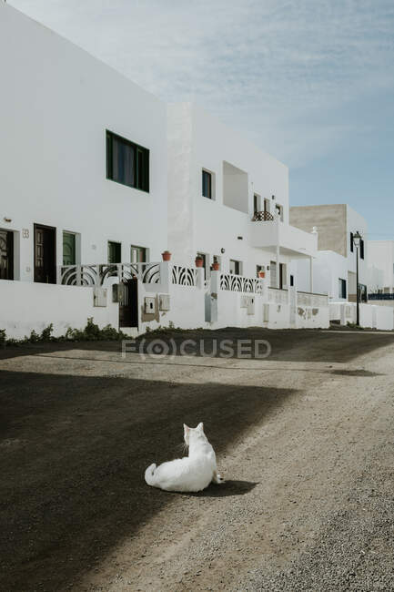 Білий кіт лежить на землі — стокове фото
