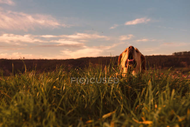 Cão doméstico engraçado em pé no prado com grama verde e céu por do sol — Fotografia de Stock