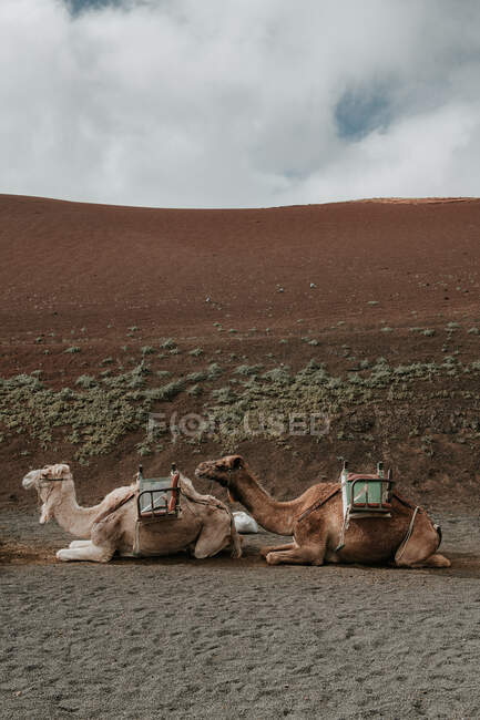 Верблюды отдыхают у холма — стоковое фото