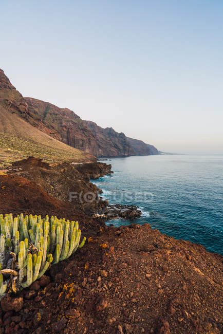 Cactus sauvage poussant près de la mer dans un paysage aride à Tenerife, îles Canaries, Espagne — Photo de stock