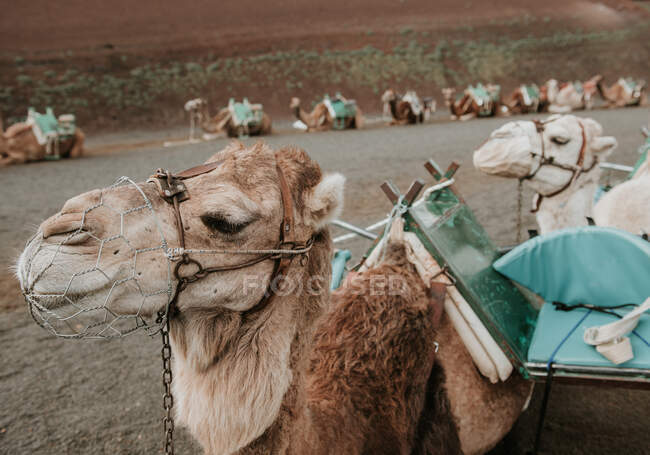 Camels resting near hill — Stock Photo