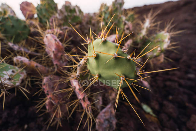 Cactus florecientes silvestres de primer plano que crecen sobre fondo borroso - foto de stock