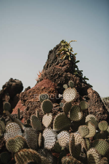 Кучка колючих кактусов — стоковое фото