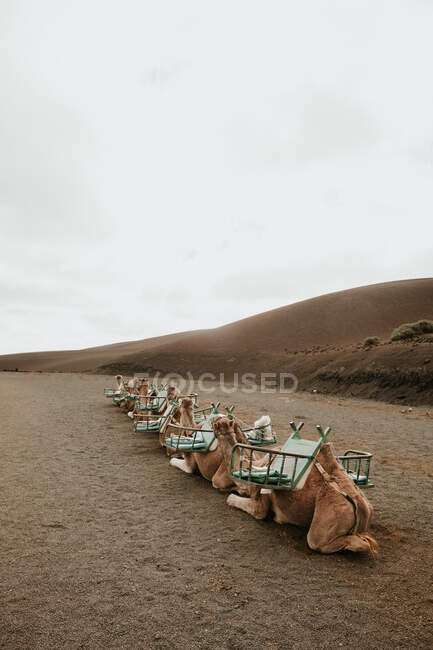 Camellos descansando cerca de la colina - foto de stock