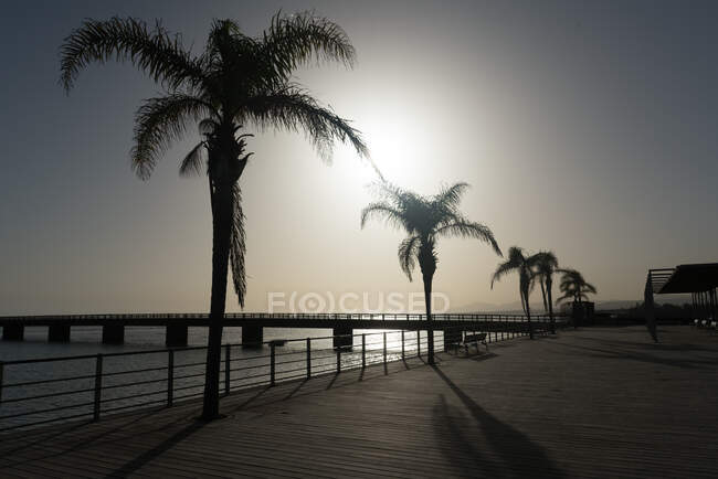 Wonderful tropical palms growing near water against bright sun on empty city embankment — Stock Photo