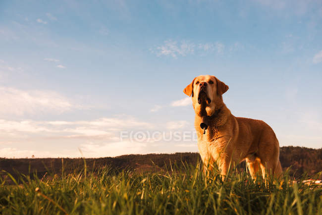 Cão doméstico engraçado em pé no prado com grama verde ao pôr do sol — Fotografia de Stock