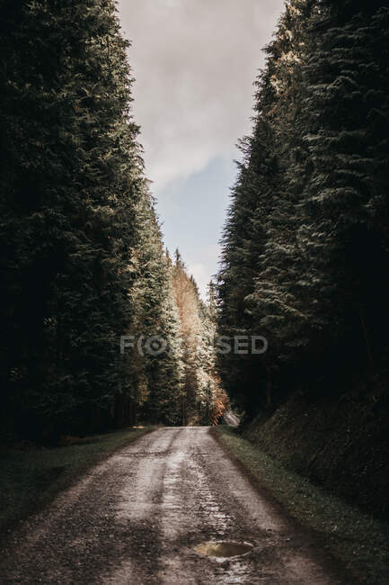 Maravilhosa floresta com árvores coníferas em majestoso campo áspero estrada estreita — Fotografia de Stock