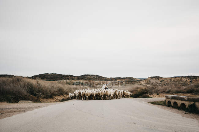 Овцы идут по дороге — стоковое фото