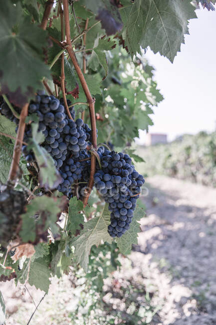 Виноград на лозе — стоковое фото