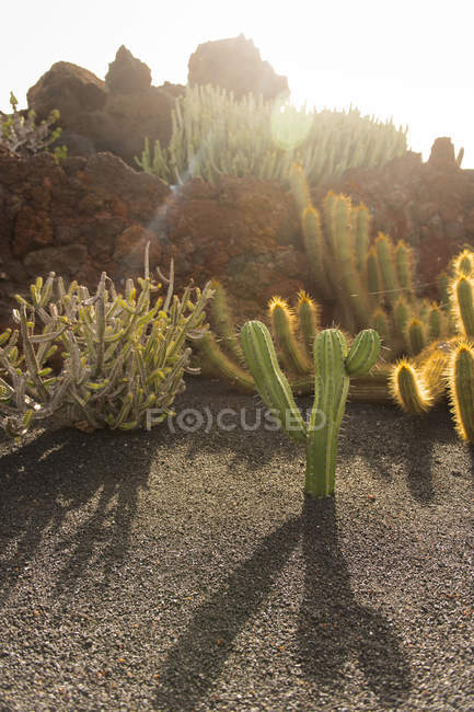 Ramo de cactus espinosos - foto de stock