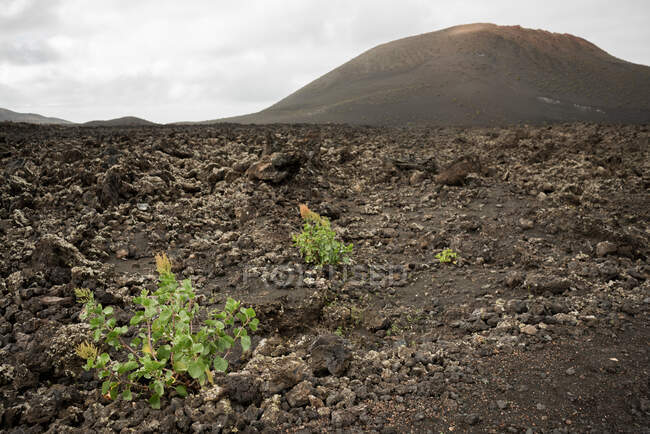 Маленькі зелені рослини, що ростуть на скелястому ґрунті біля дивовижного пагорба в похмурий день у чудовій місцевості. — стокове фото
