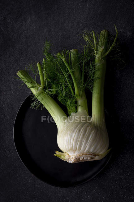 Organic healthy fresh fennel on black plate on grey background — Stock Photo