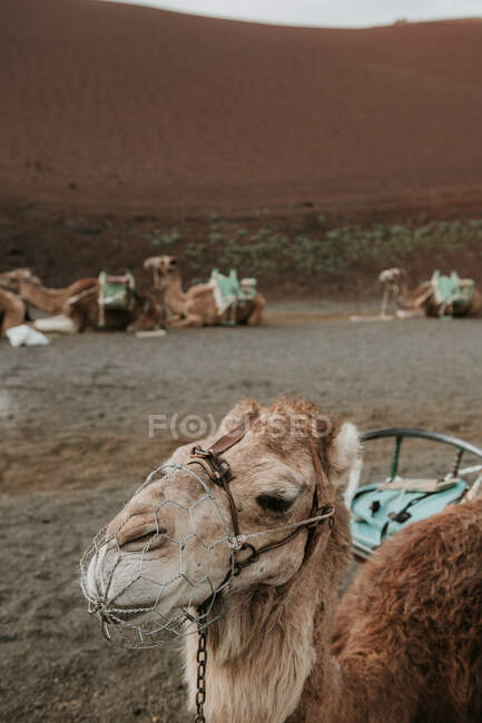 Camelos descansando perto da colina — Fotografia de Stock