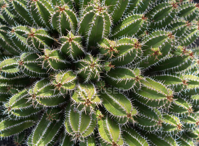 Bande de cactus épineux — Photo de stock