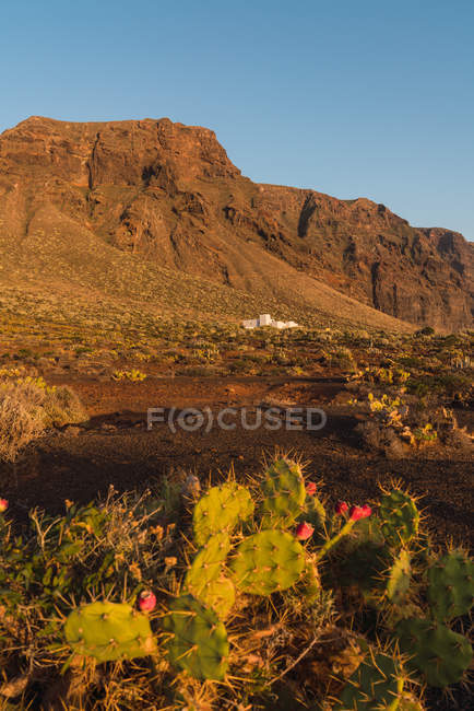 Крупный план дикого цветущего кактуса, растущего вблизи горы Тейде на Тенерифе, Канарские острова, Испания — стоковое фото