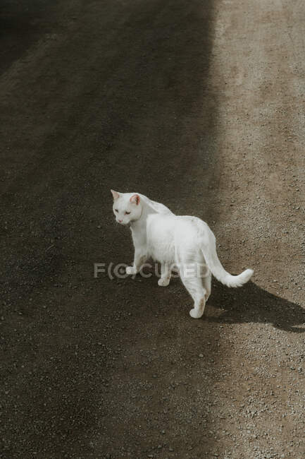 Белая кошка лежит на земле — стоковое фото